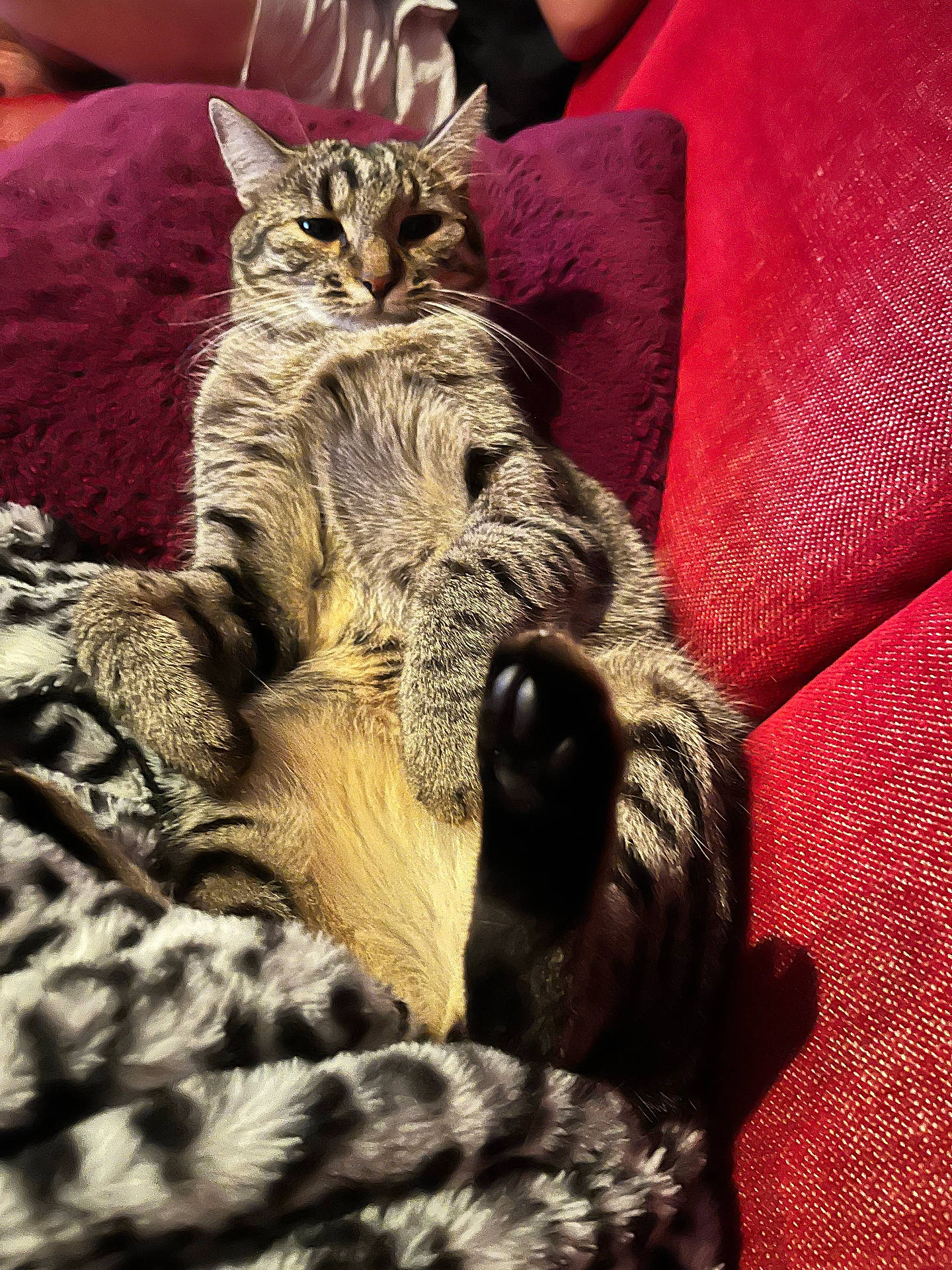 Anubis