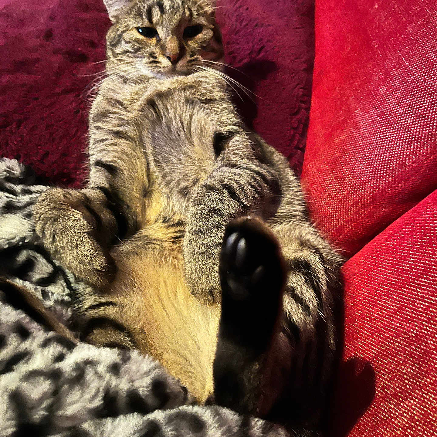 Anubis