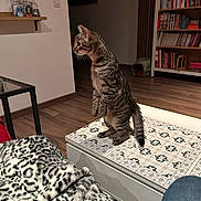 Anubis a rejoint le concours — aidez-le/la à gagner de superbes lots ! cat, tabby_cat, standing, upright, animal, pet, whiskers, striped_fur, indoors, living_room, bookshelf, books, wooden_floor, table, patterned_surface, blanket, leopard_print, home_decor, bottles, cozy