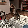 cat, tabby_cat, standing, upright, animal, pet, whiskers, striped_fur, indoors, living_room, bookshelf, books, wooden_floor, table, patterned_surface, blanket, leopard_print, home_decor, bottles, cozy