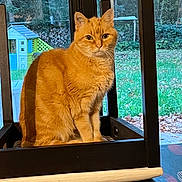 Tigrou a rejoint le concours — aidez-le/la à gagner de superbes lots ! cat, orange_cat, ginger_cat, feline, pet, sitting, portrait, whiskers, ears, eyes, fur, indoors, window, backyard, garden, trees, grass, playhouse, wooden_frame, daylight