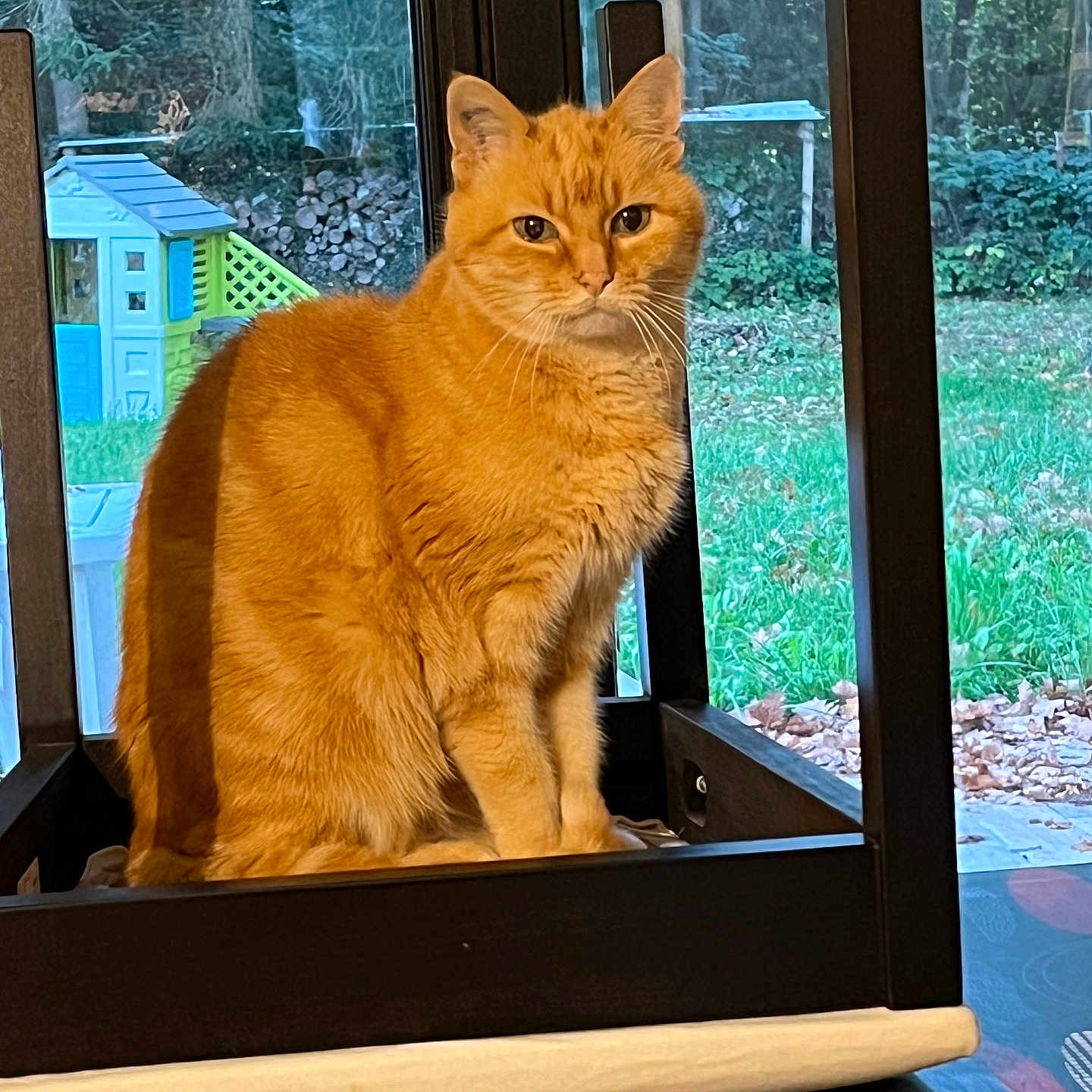 Tigrou