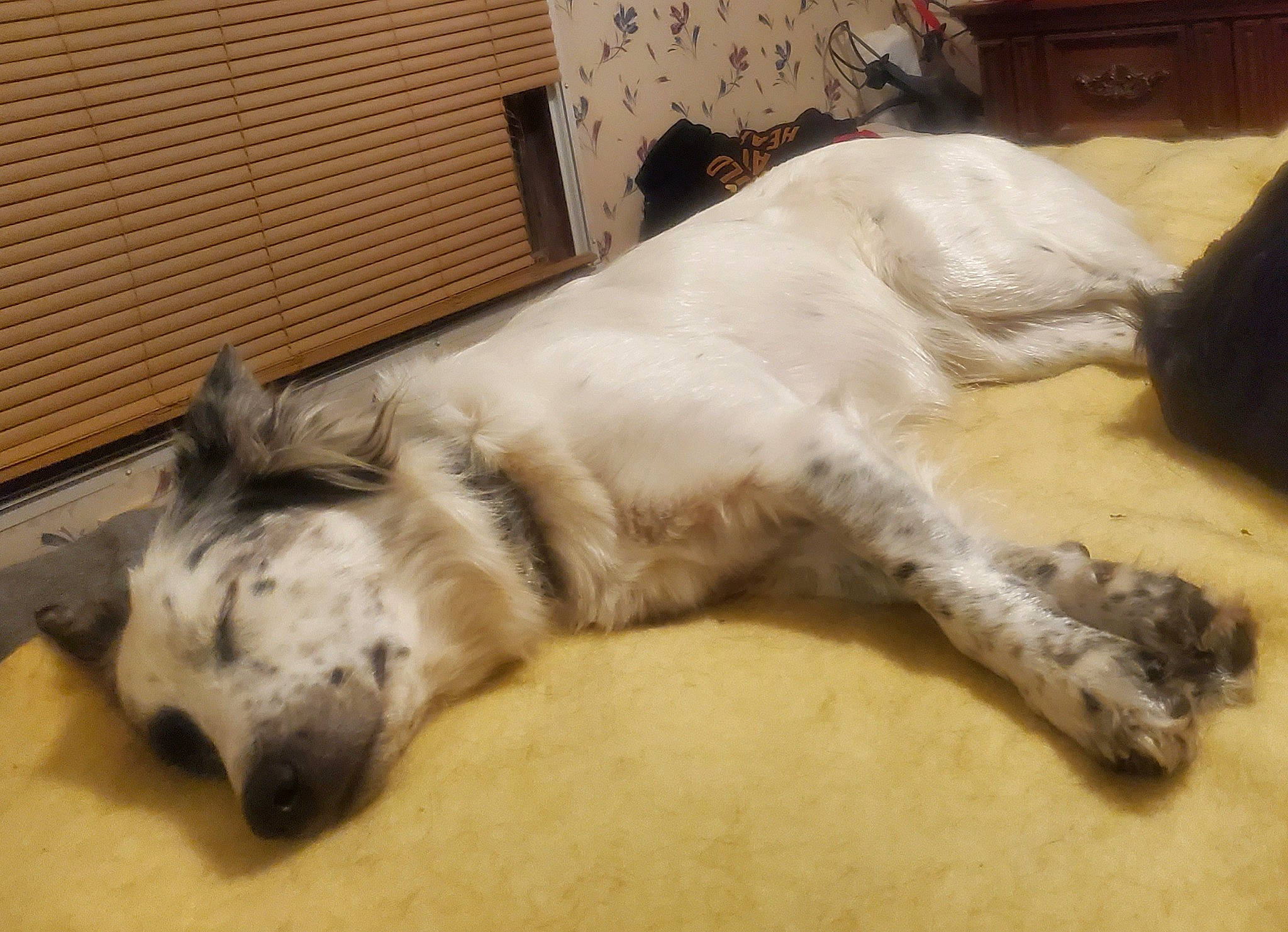 Luna joined the competition — help win amazing prizes! australian_shepherd, canidae, carnivore, dog, dog_breed, english_setter, mammal, nap, paw, setter, sleep, snout, sporting_group, vertebrate