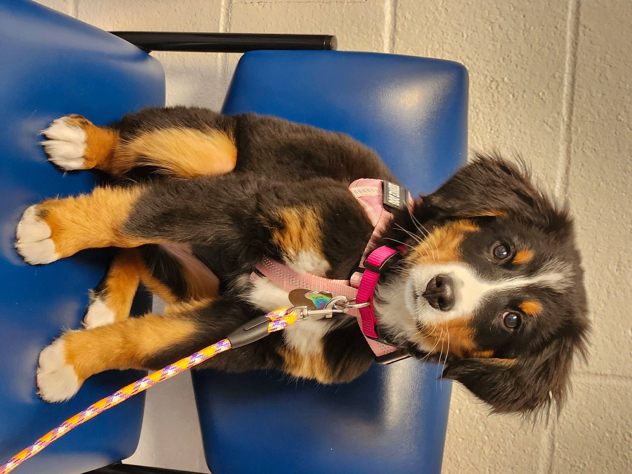 Yona is registered to the contest to win money with this photo: biting, canidae, carnivore, claw, collar, companion_dog, dog, dog_breed, dog_collar, dog_supply, fashion_accessory, fur, leash, paw, pet_supply, snout, sporting_group, tail, working_animal, working_dog