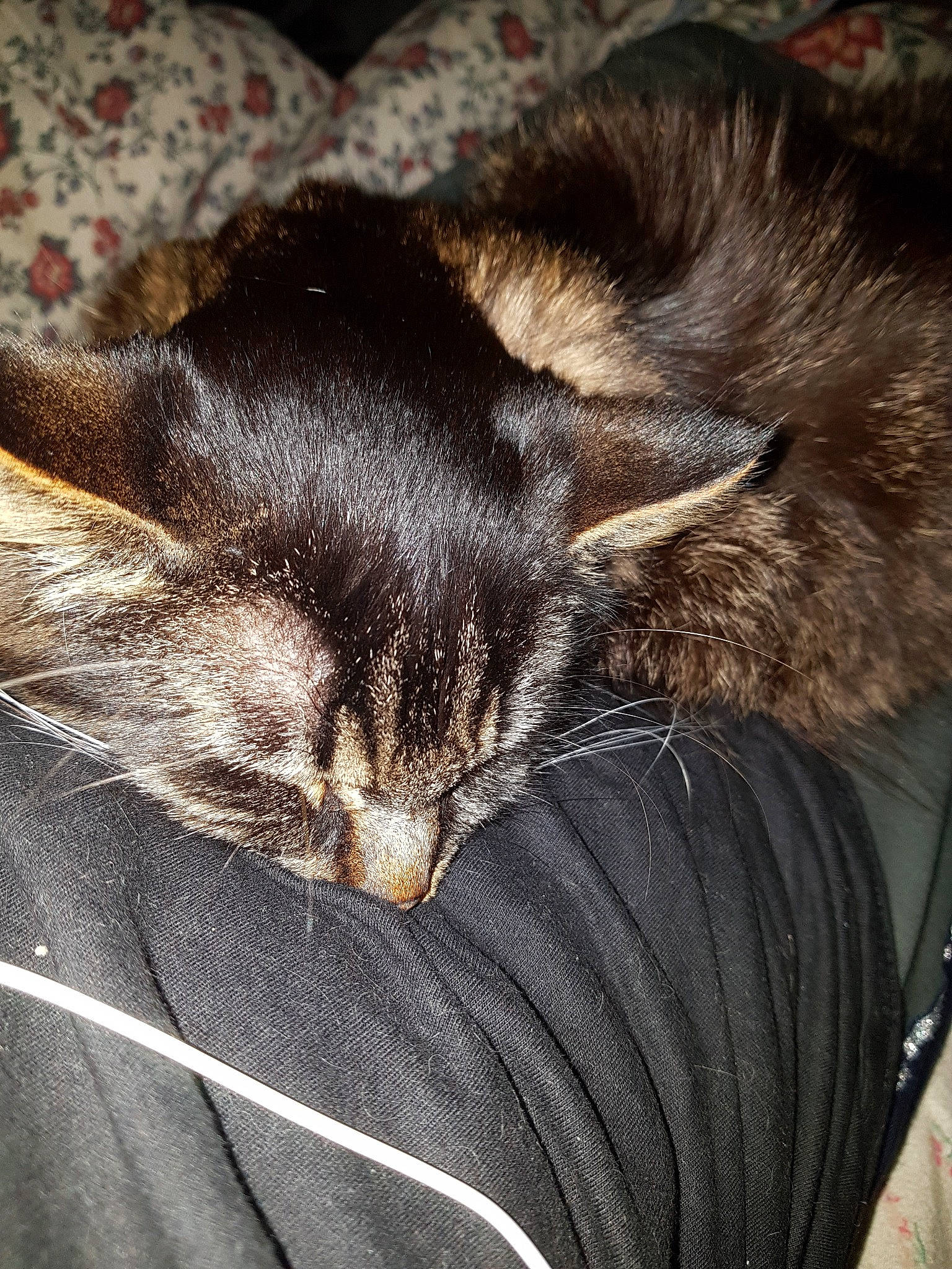 Klaus a rejoint le concours — aidez-le/la à gagner de superbes lots ! asian, carnivore, cat, domestic_short_haired_cat, felidae, fur, kitten, nap, norwegian_forest_cat, sleep, small_to_medium_sized_cats, snout, whiskers