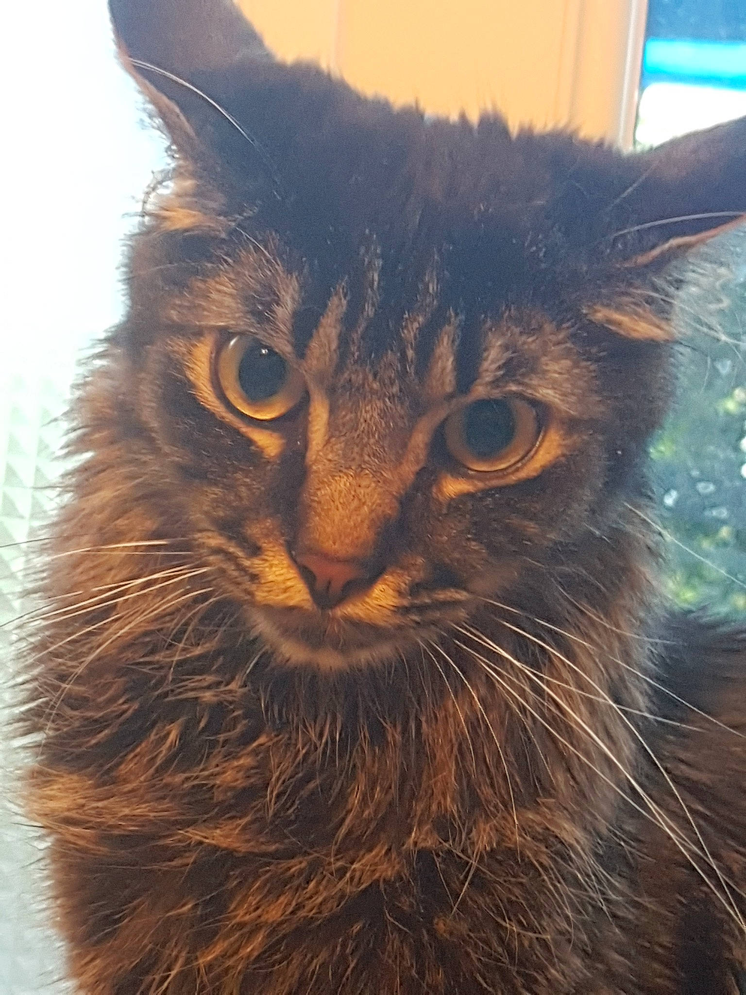 Klaus a rejoint le concours — aidez-le/la à gagner de superbes lots ! asian, carnivore, cat, domestic_long_haired_cat, domestic_short_haired_cat, felidae, fur, maine_coon, mammal, small_to_medium_sized_cats, snout, somali, tabby_cat, whiskers