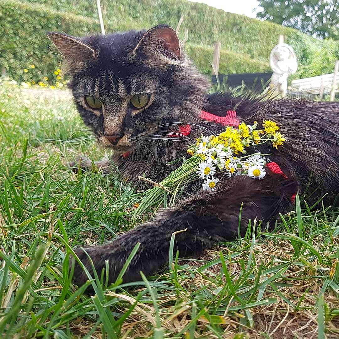 Klaus participe au concours pour gagner de l'argent avec cette photo : carnivore, cat, domestic_long_haired_cat, domestic_short_haired_cat, european_shorthair, felidae, flower, garden, grass, grass_family, herbaceous_plant, norwegian_forest_cat, plant, shrub, small_to_medium_sized_cats, spring, tabby_cat, whiskers, wildflower