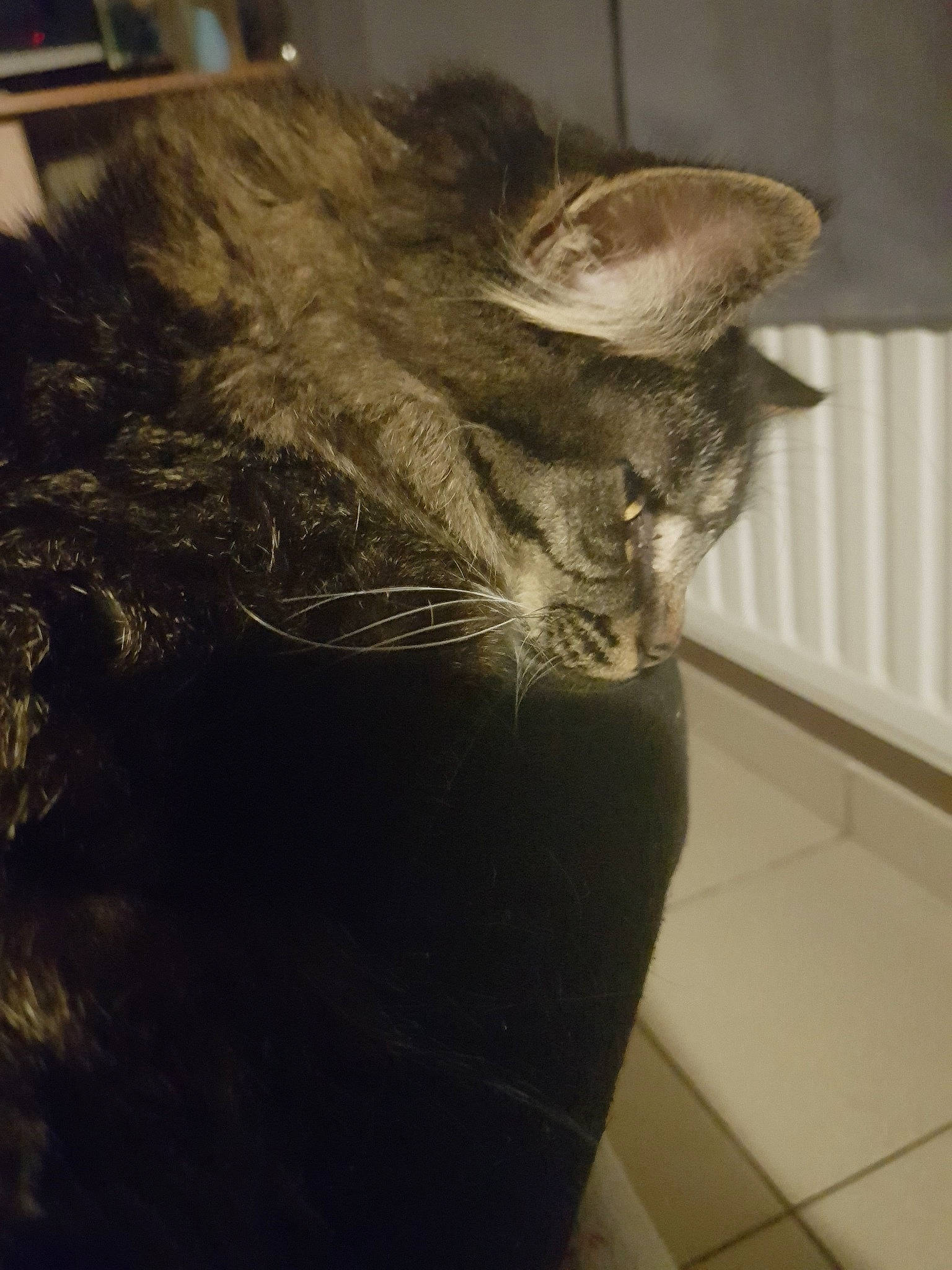 Klaus a rejoint le concours — aidez-le/la à gagner de superbes lots ! american_shorthair, asian, carnivore, cat, domestic_short_haired_cat, dragon_li, ear, european_shorthair, felidae, fur, small_to_medium_sized_cats, snout, tabby_cat, tail, whiskers