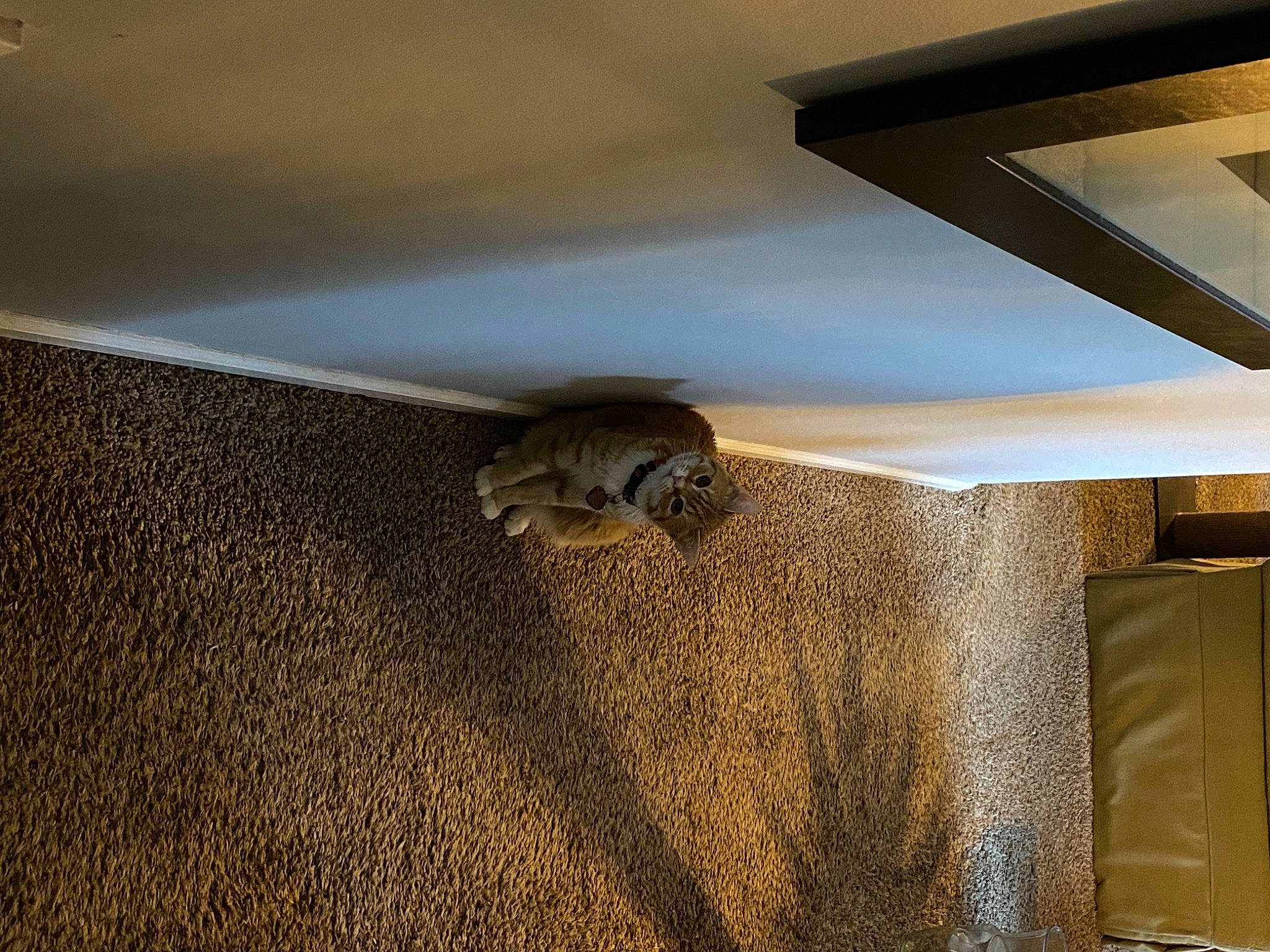 Crouton joined the competition — help win amazing prizes! beam, beige, ceiling, comfort, door, felidae, floor, flooring, grey, hardwood, rectangle, room, shade, stairs, tail, tints_and_shades, wall, wood, wood_flooring, wood_stain