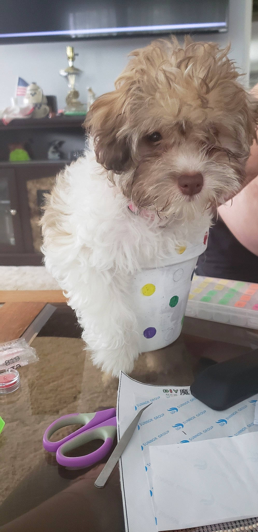 Minnie Mouse joined the competition — help win amazing prizes! bolonka, canidae, carnivore, cockapoo, companion_dog, dog, dog_breed, havanese, lagotto_romagnolo, maltepoo, mammal, miniature_poodle, poodle, poodle_crossbreed, puppy, schnoodle, shih_poo, shih_tzu, toy_dog, toy_poodle