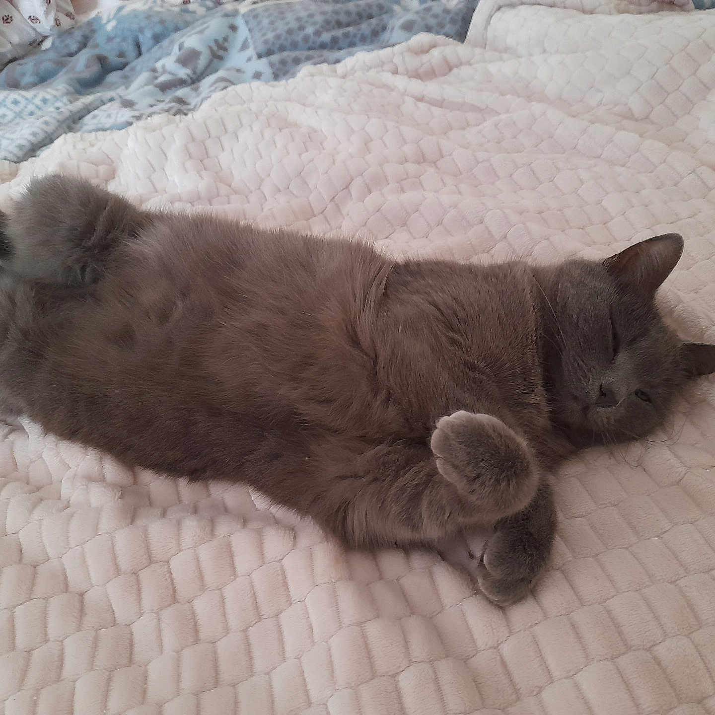 Grisouille participe au concours pour gagner de l'argent avec cette photo : abyssinian, animal, bed, bedroom, blanket, cat, couch, cushion, furniture, homedecor, indoors, kitten, linen, manx, person, pet, quilt, room, siamese, sleeping