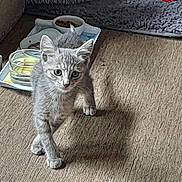 Fripouille Bb a rejoint le concours — aidez-le/la à gagner de superbes lots ! kitten, cat, gray_cat, pet, indoor, carpet, food_bowl, water_bowl, young_animal, curious, walking, feline, cute, small, domestic_animal, fur, whiskers, ears, paws, shadow