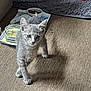kitten, cat, gray_cat, pet, indoor, carpet, food_bowl, water_bowl, young_animal, curious, walking, feline, cute, small, domestic_animal, fur, whiskers, ears, paws, shadow