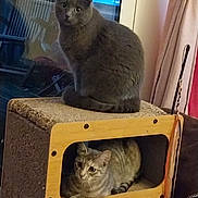 Fripouillegrisouille a rejoint le concours — aidez-le/la à gagner de superbes lots ! animal, cat, cat_house, companion, cozy, curtain, cute, domestic, feline, furniture, gray_cat, household, indoor, pet, relaxing, resting, sitting, tabby, window, wooden