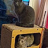 animal, cat, cat_house, companion, cozy, curtain, cute, domestic, feline, furniture, gray_cat, household, indoor, pet, relaxing, resting, sitting, tabby, window, wooden
