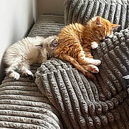 Mabel And Dipper joined the competition — help win amazing prizes! kitten, cat, sleeping, couch, cushion, furniture, indoor, cozy, pet, fluffy, orange_cat, white_cat, resting, cute, domestic_animal, feline, nap, soft_texture, companion, peaceful