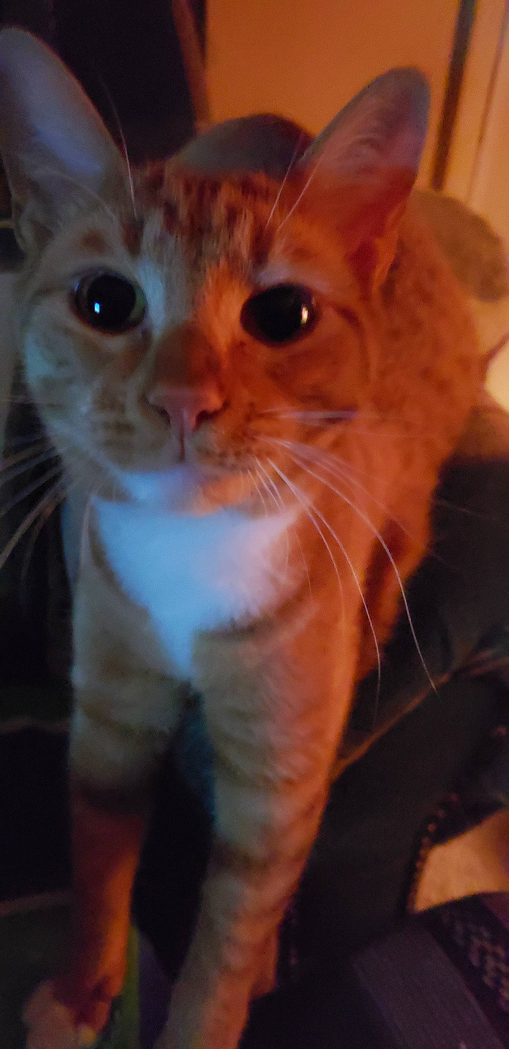 Beauty joined the competition — help win amazing prizes! asian, carnivore, cat, close_up, domestic_short_haired_cat, european_shorthair, eye, fawn, felidae, german_rex, kitten, mammal, nose, ojos_azules, singapura, small_to_medium_sized_cats, snout, tabby_cat, vertebrate, whiskers