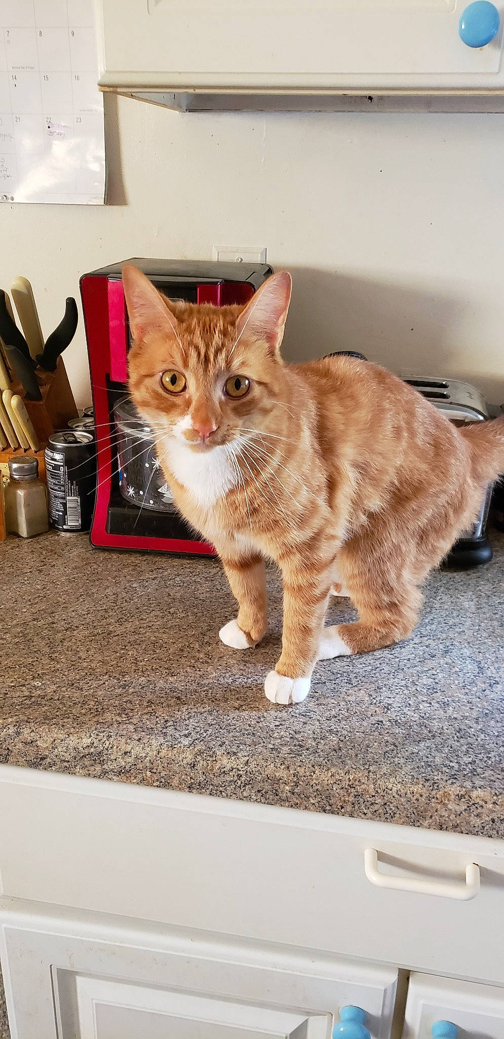 Beastie is registered to the contest to win money with this photo: aegean_cat, carnivore, cat, domestic_short_haired_cat, european_shorthair, fawn, felidae, fur, kitten, kurilian_bobtail, mammal, small_to_medium_sized_cats, tabby_cat, whiskers