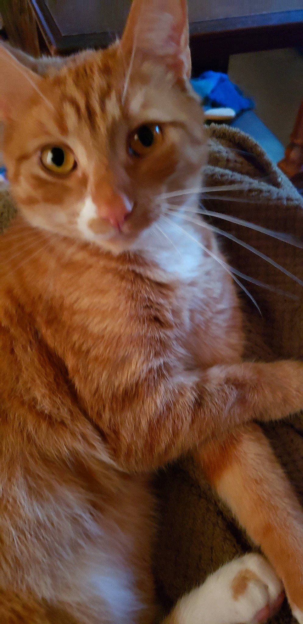 Beastie joined the competition — help win amazing prizes! aegean_cat, arabian_mau, carnivore, cat, close_up, domestic_long_haired_cat, domestic_short_haired_cat, european_shorthair, eye, fawn, felidae, fur, kitten, mammal, small_to_medium_sized_cats, snout, somali, tabby_cat, vertebrate, whiskers