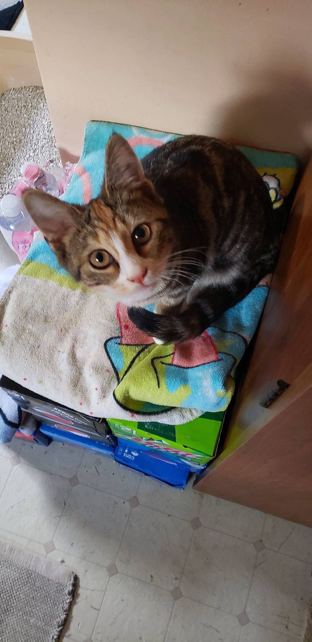 Tipsy is registered to the contest to win money with this photo: aegean_cat, asian, box, carnivore, cat, domestic_short_haired_cat, european_shorthair, fawn, felidae, kitten, small_to_medium_sized_cats, tabby_cat, whiskers