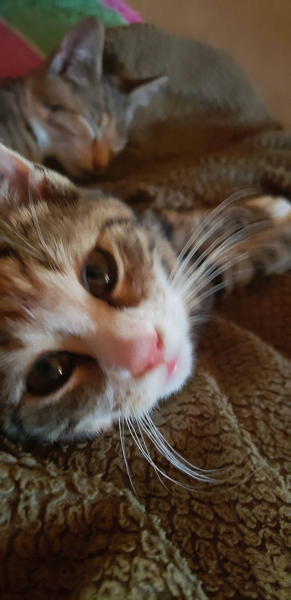 Tipsy joined the competition — help win amazing prizes! aegean_cat, american_shorthair, american_wirehair, asian, carnivore, cat, close_up, domestic_short_haired_cat, european_shorthair, eye, facial_expression, felidae, fur, kitten, nose, ojos_azules, small_to_medium_sized_cats, snout, tabby_cat, whiskers