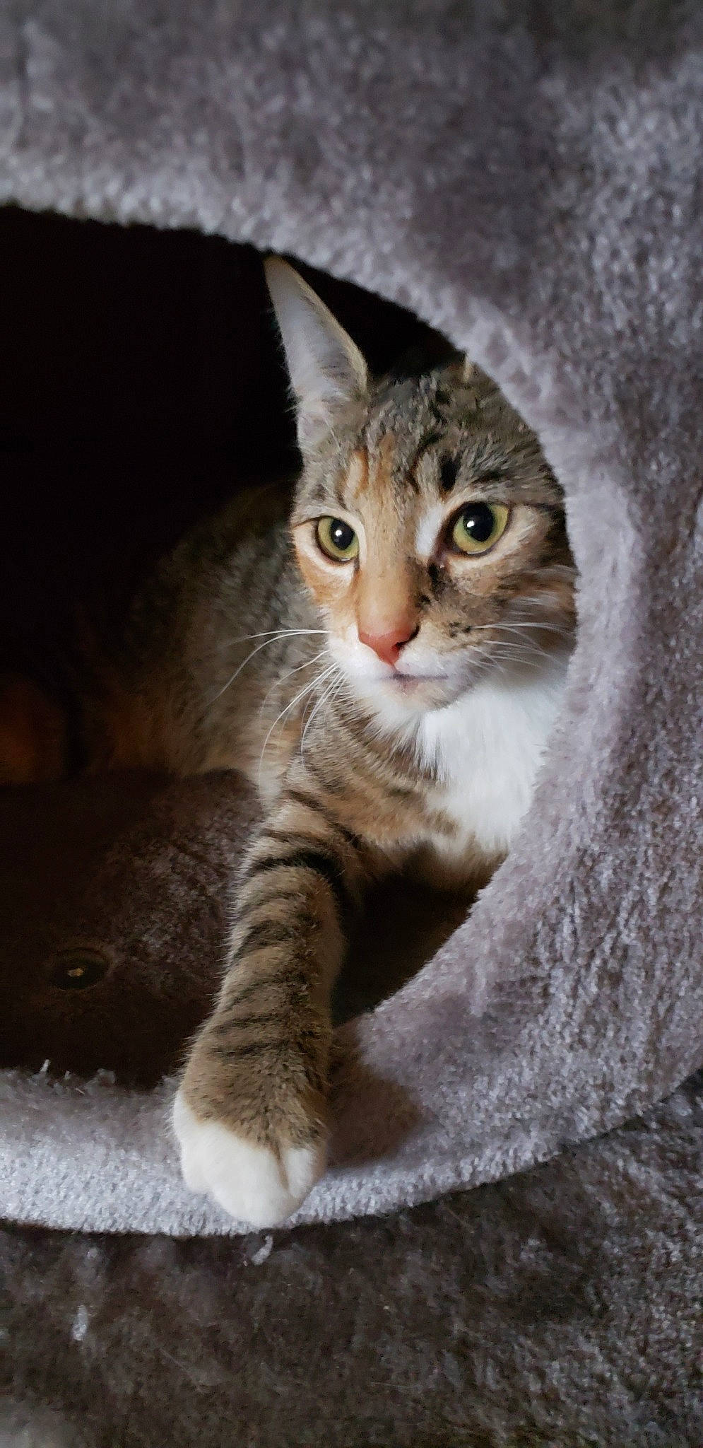 Flip Flop joined the competition — help win amazing prizes! aegean_cat, american_wirehair, arabian_mau, asian, australian_mist, carnivore, cat, domestic_short_haired_cat, dragon_li, european_shorthair, fawn, felidae, kitten, mammal, small_to_medium_sized_cats, snout, tabby_cat, vertebrate, whiskers