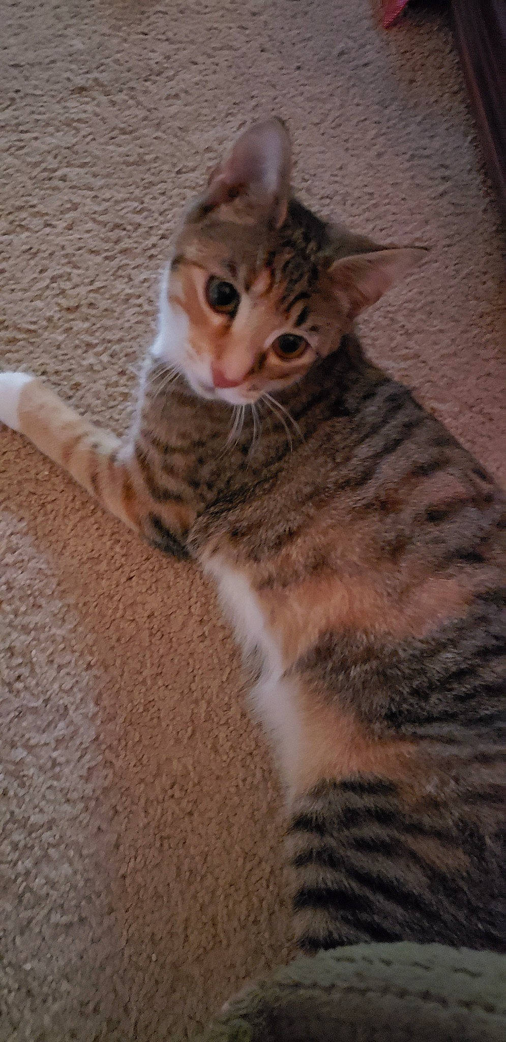 Flip Flop joined the competition — help win amazing prizes! aegean_cat, american_wirehair, arabian_mau, asian, australian_mist, california_spangled, carnivore, cat, domestic_short_haired_cat, dragon_li, egyptian_mau, european_shorthair, felidae, kitten, mammal, small_to_medium_sized_cats, sokoke, tabby_cat, vertebrate, whiskers