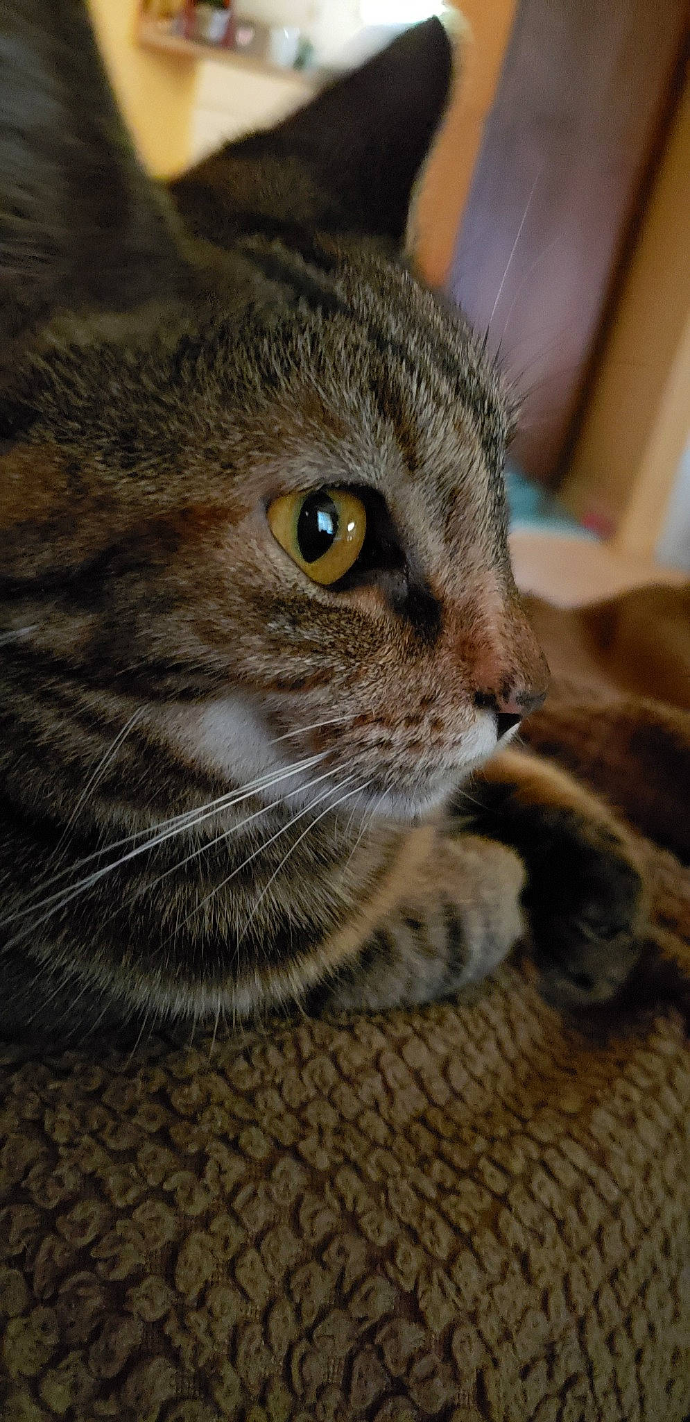 Shadow is registered to the contest to win money with this photo: american_shorthair, asian, australian_mist, california_spangled, carnivore, cat, close_up, domestic_short_haired_cat, dragon_li, european_shorthair, eye, felidae, fur, kitten, mammal, pixie_bob, small_to_medium_sized_cats, snout, tabby_cat, whiskers