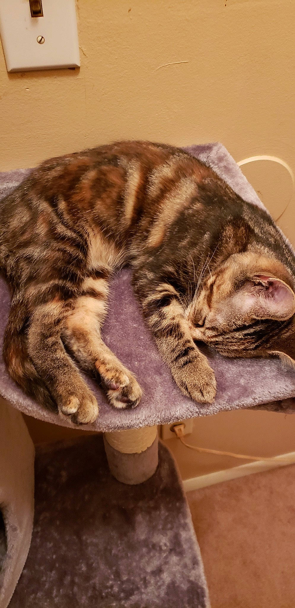 Shadow is registered to the contest to win money with this photo: american_shorthair, asian, california_spangled, carnivore, cat, domestic_short_haired_cat, dragon_li, european_shorthair, felidae, fur, kitten, mammal, ocicat, paw, pixie_bob, small_to_medium_sized_cats, snout, sokoke, tabby_cat, whiskers