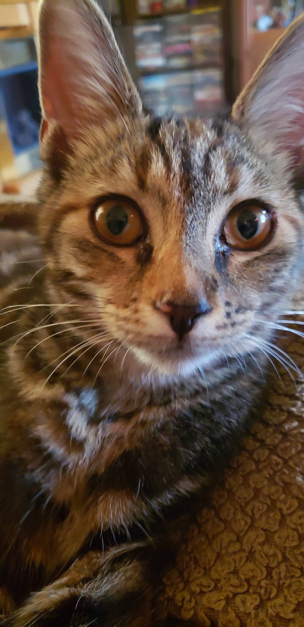 Shadow is registered to the contest to win money with this photo: arabian_mau, asian, carnivore, cat, close_up, domestic_short_haired_cat, dragon_li, egyptian_mau, european_shorthair, felidae, kitten, mammal, ocicat, small_to_medium_sized_cats, snout, tabby_cat, toyger, vertebrate, whiskers, wildlife