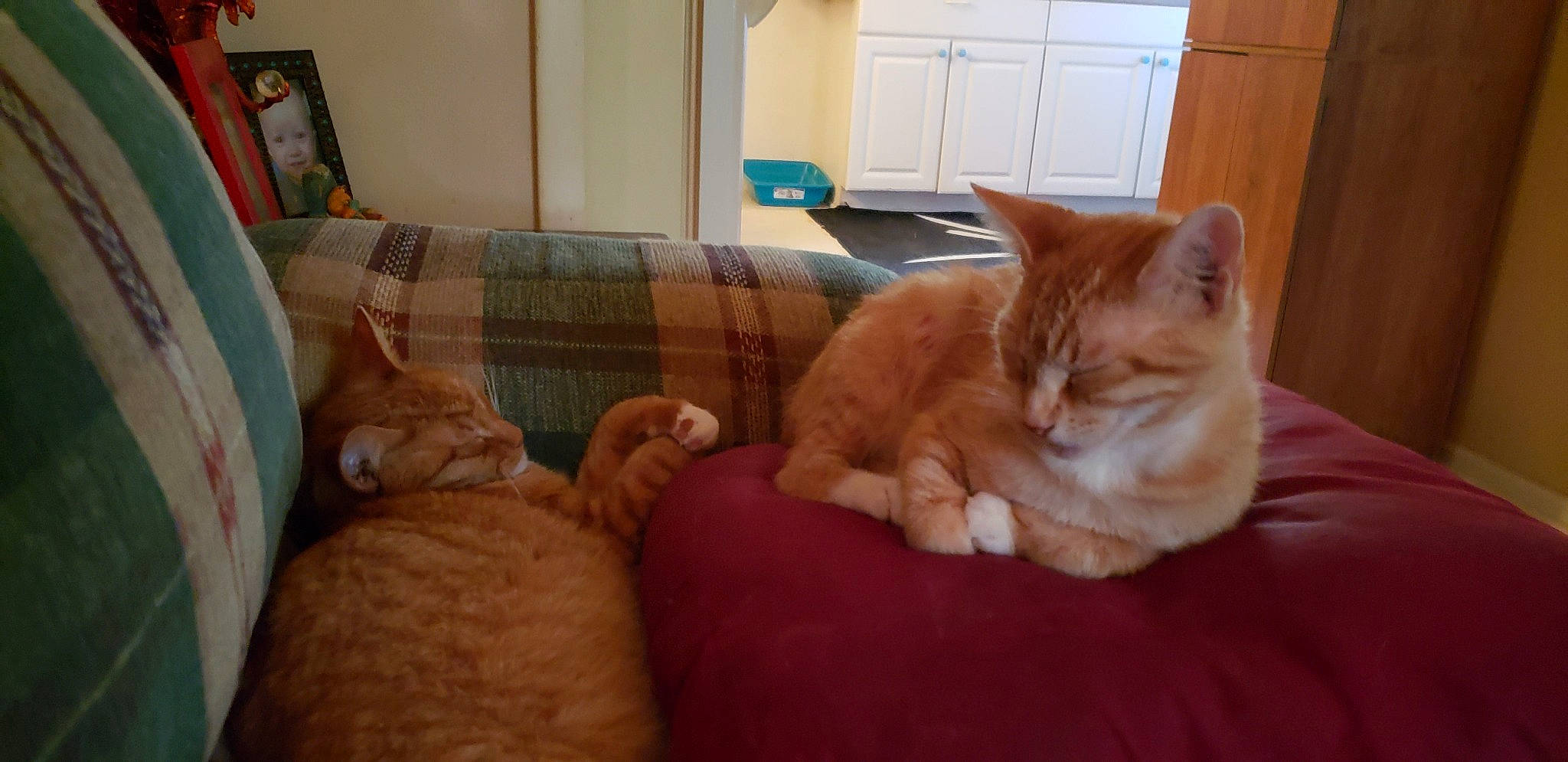 Mango is registered to the contest to win money with this photo: asian, carnivore, cat, comfort, domestic_short_haired_cat, european_shorthair, fawn, felidae, fur, kitten, mammal, nap, paw, polydactyl_cat, small_to_medium_sized_cats, snapshot, tabby_cat, tail, whiskers