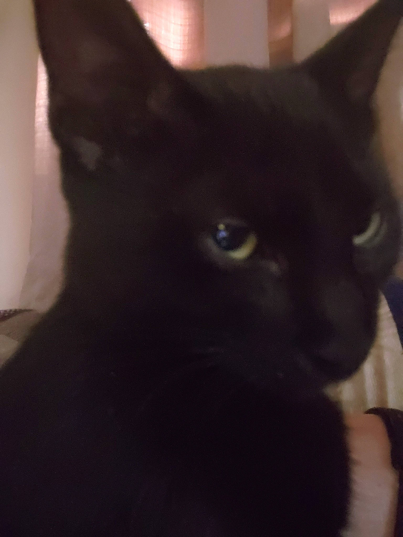 Loki is registered to the contest to win money with this photo: asian, black, black_cat, bombay, burmese, carnivore, cat, domestic_short_haired_cat, eye, felidae, havana_brown, javanese, korat, mammal, oriental_shorthair, small_to_medium_sized_cats, snout, vertebrate, whiskers