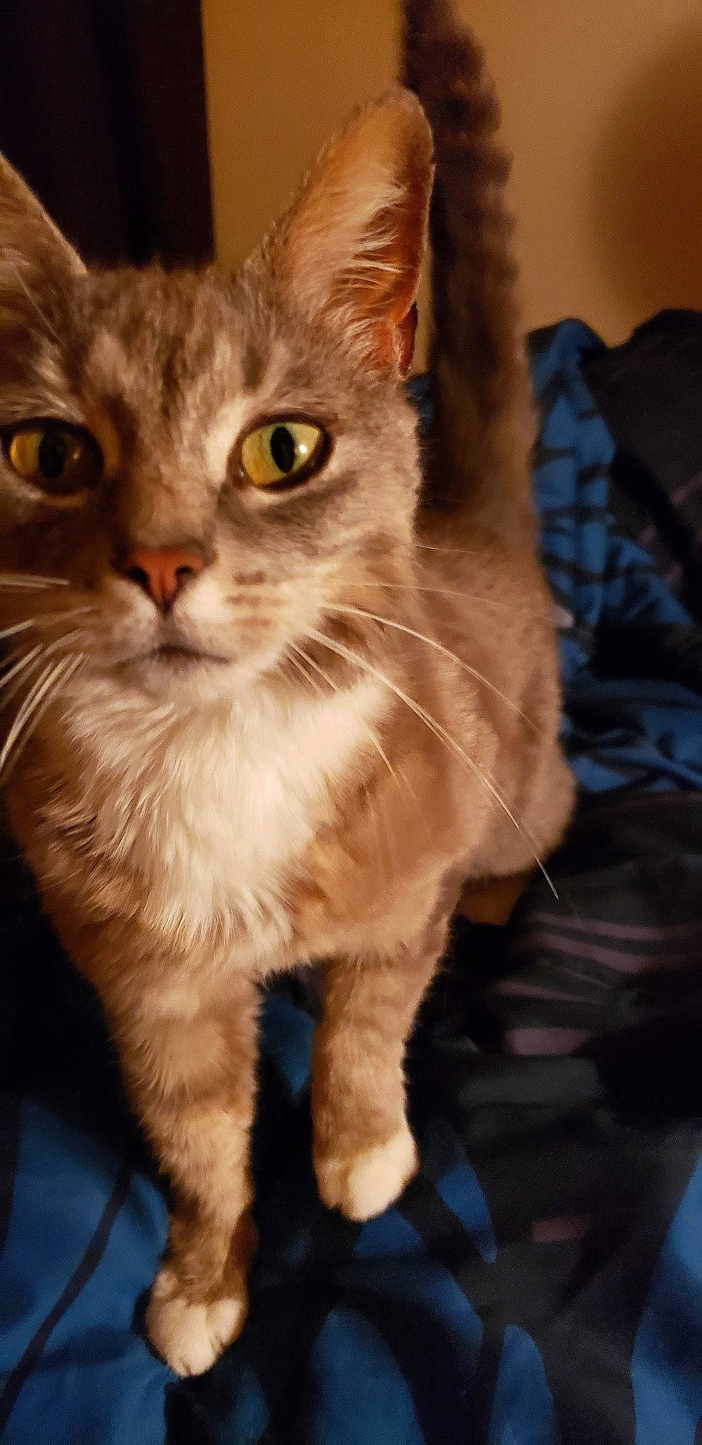 Puddy joined the competition — help win amazing prizes! american_bobtail, american_wirehair, asian, asian_semi_longhair, british_semi_longhair, carnivore, cat, domestic_long_haired_cat, domestic_short_haired_cat, european_shorthair, felidae, kitten, mammal, pixie_bob, siberian, small_to_medium_sized_cats, somali, tabby_cat, vertebrate, whiskers