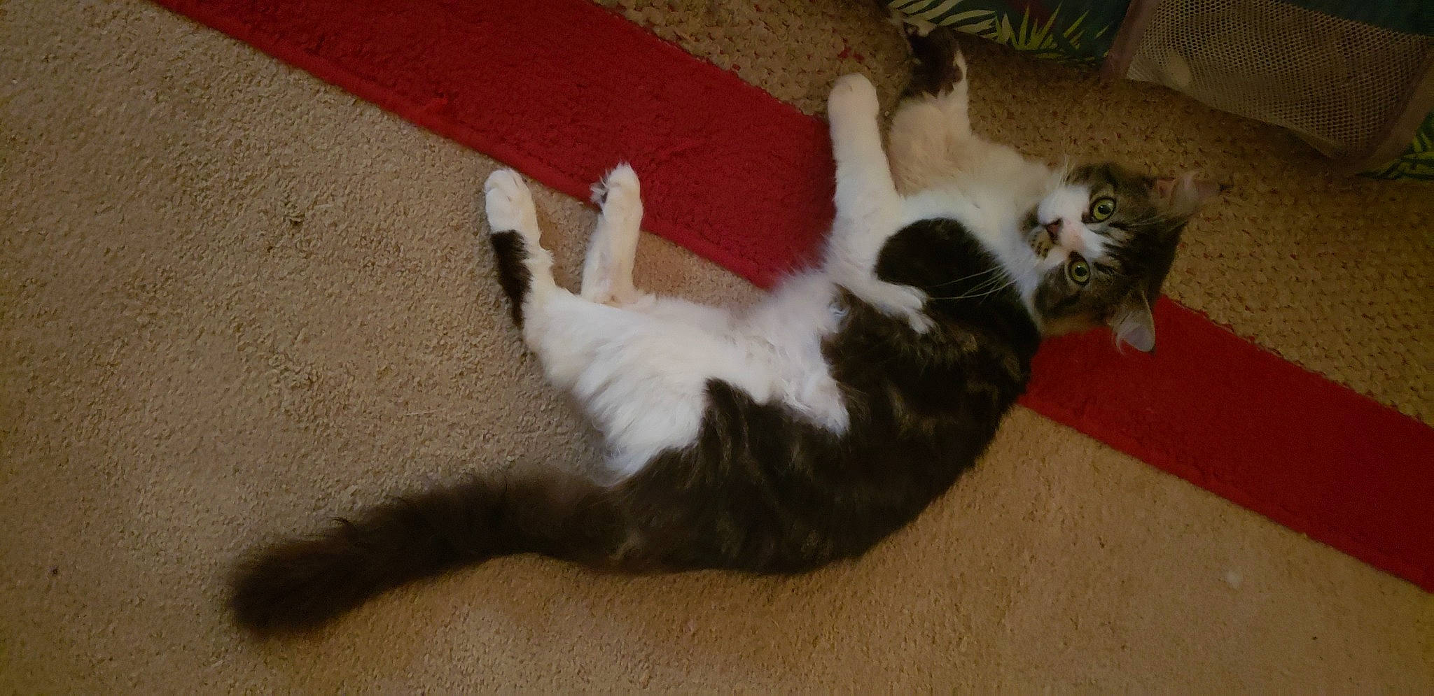 Floyd is registered to the contest to win money with this photo: carnivore, cat, claw, comfort, dog_breed, domestic_short_haired_cat, felidae, flooring, fur, hardwood, paw, road_surface, small_to_medium_sized_cats, tail, terrestrial_animal, whiskers, wood, wood_flooring