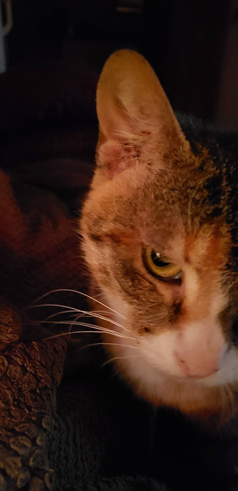 Popcorn is registered to the contest to win money with this photo: aegean_cat, american_wirehair, asian, carnivore, cat, close_up, domestic_short_haired_cat, ear, european_shorthair, eye, fawn, felidae, fur, german_rex, kitten, nose, small_to_medium_sized_cats, snout, tabby_cat, whiskers