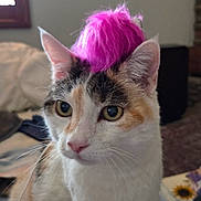 Abby joined the competition — help win amazing prizes! cat, calico, pink_hat, indoor, pet, animal, fur, whiskers, ears, eyes, face, curious, sitting, cozy, window, framed_art, blanket, furniture, soft_light, domestic