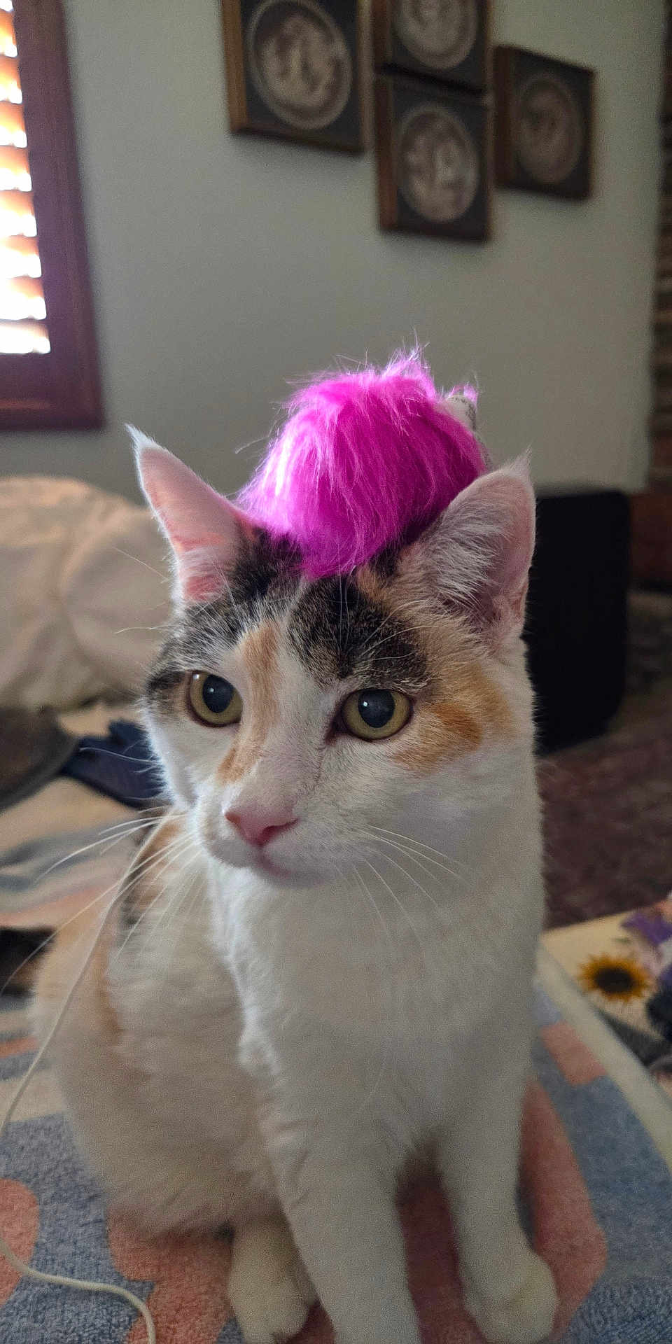 Abby joined the competition — help win amazing prizes! cat, calico, pink_hat, indoor, pet, animal, fur, whiskers, ears, eyes, face, curious, sitting, cozy, window, framed_art, blanket, furniture, soft_light, domestic