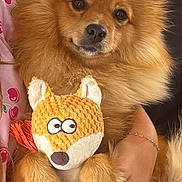 Canelle participe au concours pour gagner de l'argent avec cette photo : dog, plush_toy, fox_toy, fluffy, golden_fur, pet, cuddle, blanket, pink_clothing, cherry_pattern, human_arm, bracelet, indoors, soft_texture, cute, toy, relaxed, closeup, pet_toy, companion