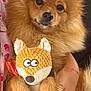 dog, plush_toy, fox_toy, fluffy, golden_fur, pet, cuddle, blanket, pink_clothing, cherry_pattern, human_arm, bracelet, indoors, soft_texture, cute, toy, relaxed, closeup, pet_toy, companion