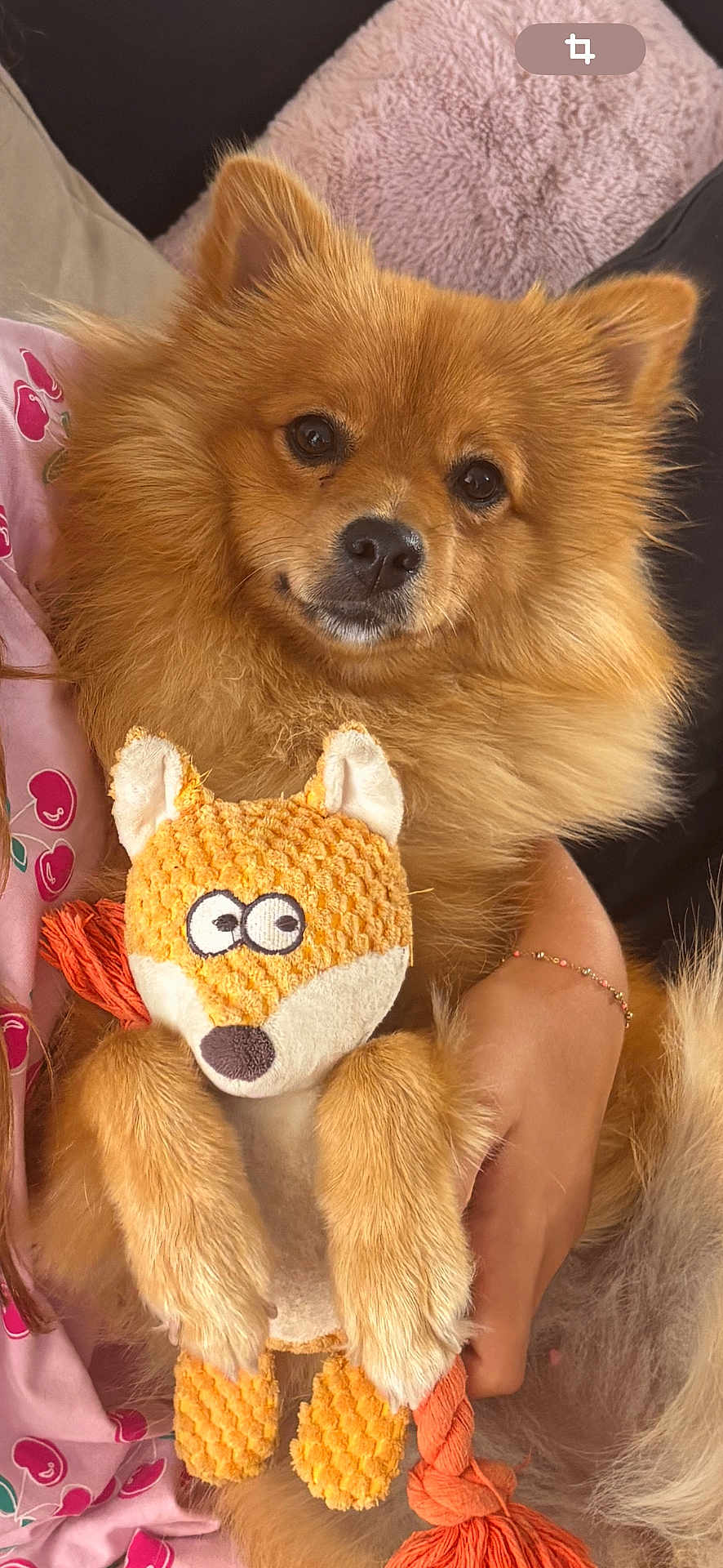 Canelle participe au concours pour gagner de l'argent avec cette photo : dog, plush_toy, fox_toy, fluffy, golden_fur, pet, cuddle, blanket, pink_clothing, cherry_pattern, human_arm, bracelet, indoors, soft_texture, cute, toy, relaxed, closeup, pet_toy, companion