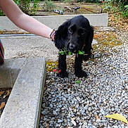 Kate Beckett participe au concours pour gagner de l'argent avec cette photo : animal, black_dog, curious, cute, fur, garden, gravel, greenery, ground, holding, leaf, nature, outdoor, person_arm, pet, plant, puppy, sidewalk, small_dog, young_dog