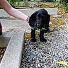 animal, black_dog, curious, cute, fur, garden, gravel, greenery, ground, holding, leaf, nature, outdoor, person_arm, pet, plant, puppy, sidewalk, small_dog, young_dog