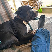 Duke joined the competition — help win amazing prizes! black_dog, chair, collar, cushion, dog, human_leg, jeans, leash, muzzle, outdoor, patio, paw, pet, porch, profile, relaxed, sitting, sock, swing, wooden_chair