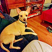 Phoebe is registered to the contest to win money with this photo: dog, tan_dog, small_dog, couch, living_room, wooden_furniture, bookshelf, dvds, red_chair, floor, collar, pet, indoor, curious, ears, furniture, relaxing, home, cozy, animal