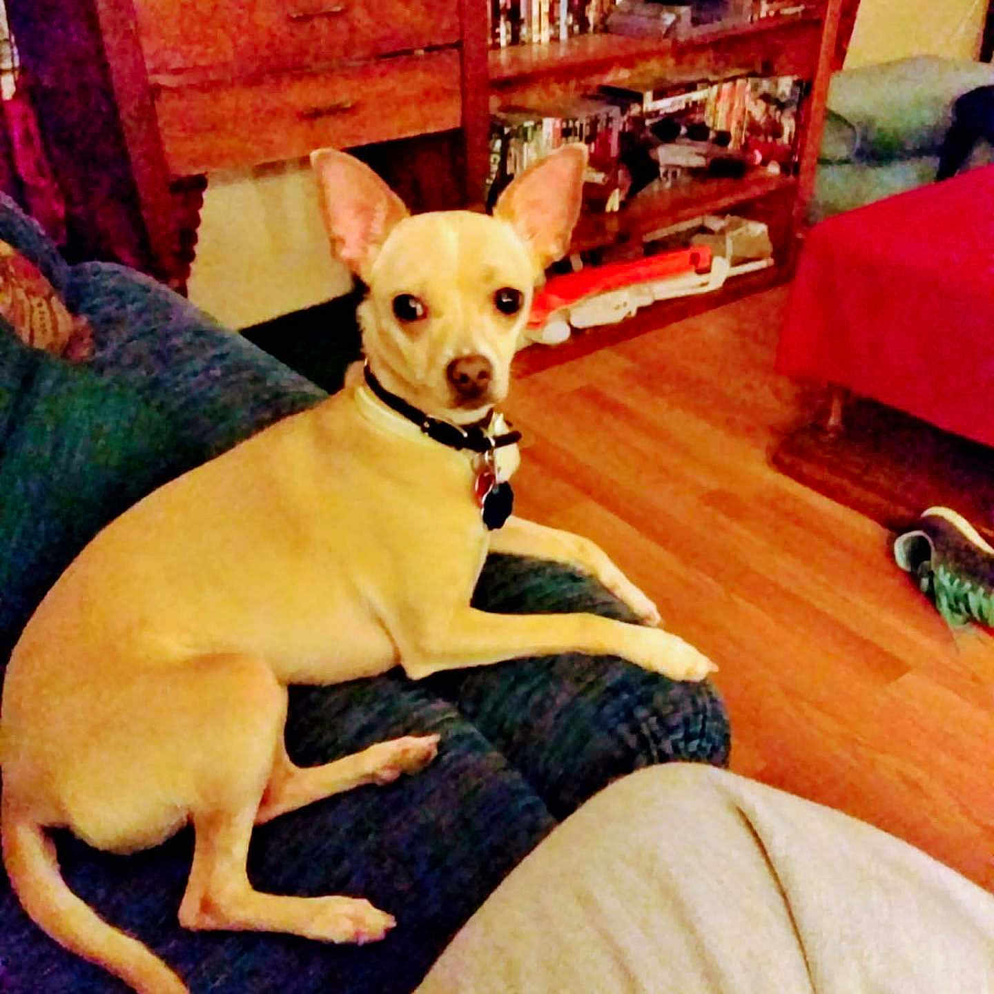 Phoebe is registered to the contest to win money with this photo: dog, tan_dog, small_dog, couch, living_room, wooden_furniture, bookshelf, dvds, red_chair, floor, collar, pet, indoor, curious, ears, furniture, relaxing, home, cozy, animal