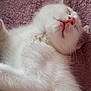 animal, blanket, cat, closeup, cozy, cute, domestic_cat, fluffy, fur, indoor, mammal, peaceful, pet, pink_nose, relaxed, resting, sleeping, soft_texture, whiskers, white_cat