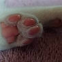 animal, cat, claw, close_up, cozy, cute, detail, domestic_cat, feline, fluffy, foot, macro, paw, pet, pink_pads, pink_surface, resting, sleeping, soft_texture, white_fur