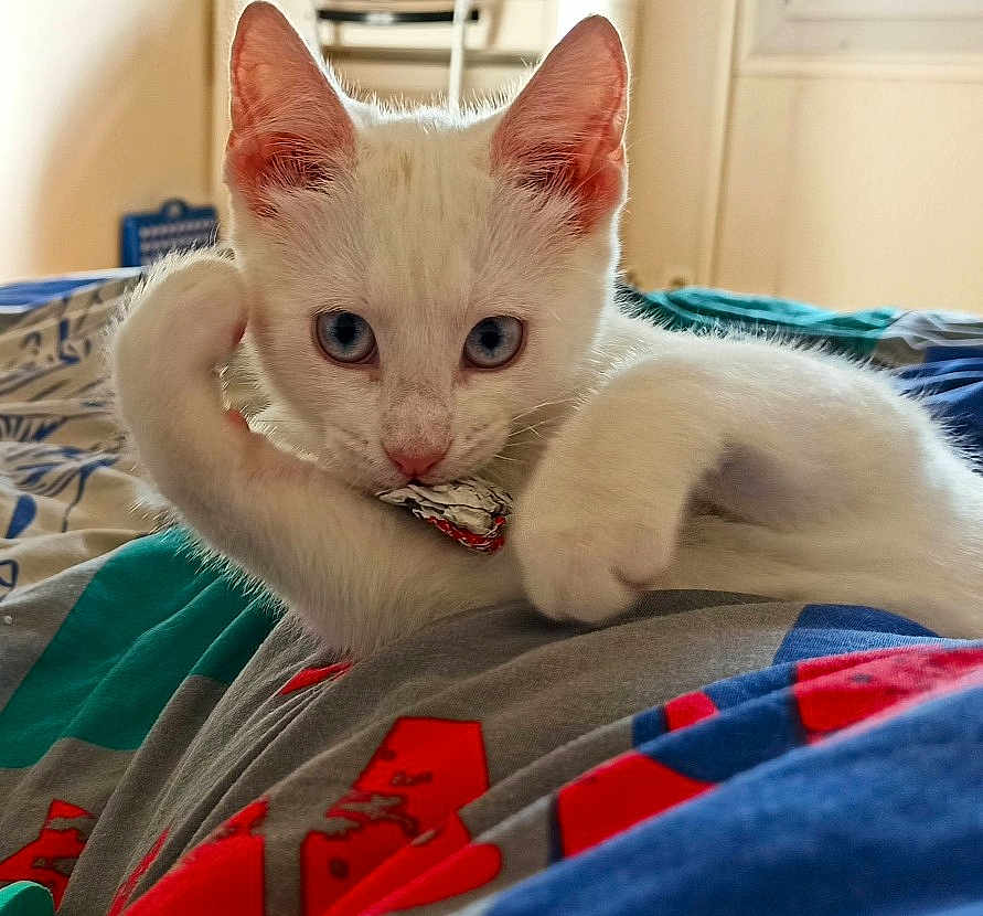 Tibibi