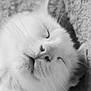 Tibibi a rejoint le concours — aidez-le/la à gagner de superbes lots ! animal, black_and_white, calm, cat, close_up, cozy, cute, feline, fur, indoor, nose, peaceful, pet, portrait, relaxed, resting, sleeping, soft, texture, whiskers