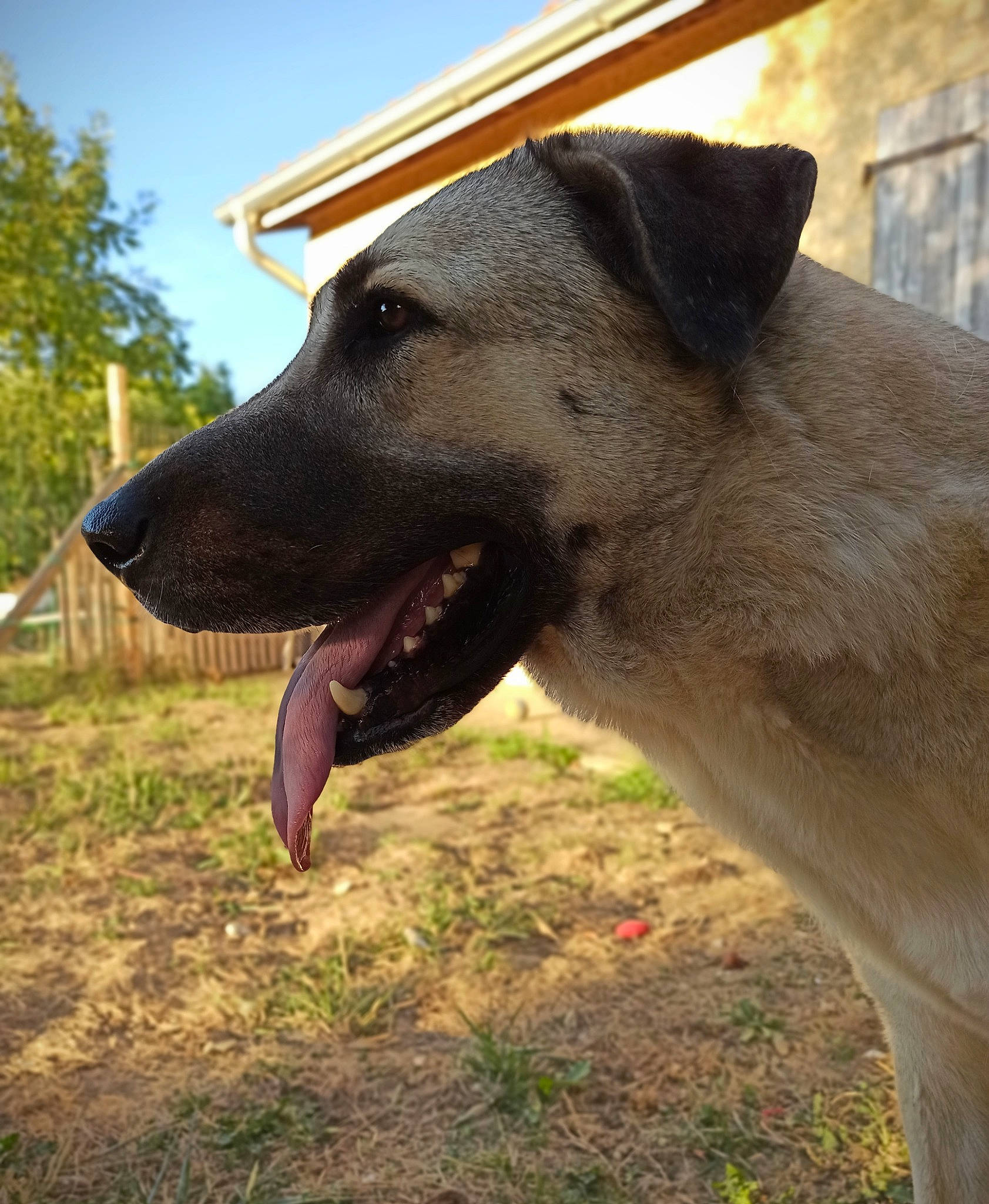 Ganjah a rejoint le concours — aidez-le/la à gagner de superbes lots ! canidae, carnivore, collar, companion_dog, dog, dog_breed, dog_collar, fashion_accessory, fawn, grass, leash, pet_supply, plant, sky, snout, sporting_group, terrestrial_animal, tree, whiskers, working_animal